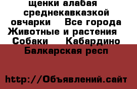 щенки алабая ( среднекавказкой овчарки) - Все города Животные и растения » Собаки   . Кабардино-Балкарская респ.